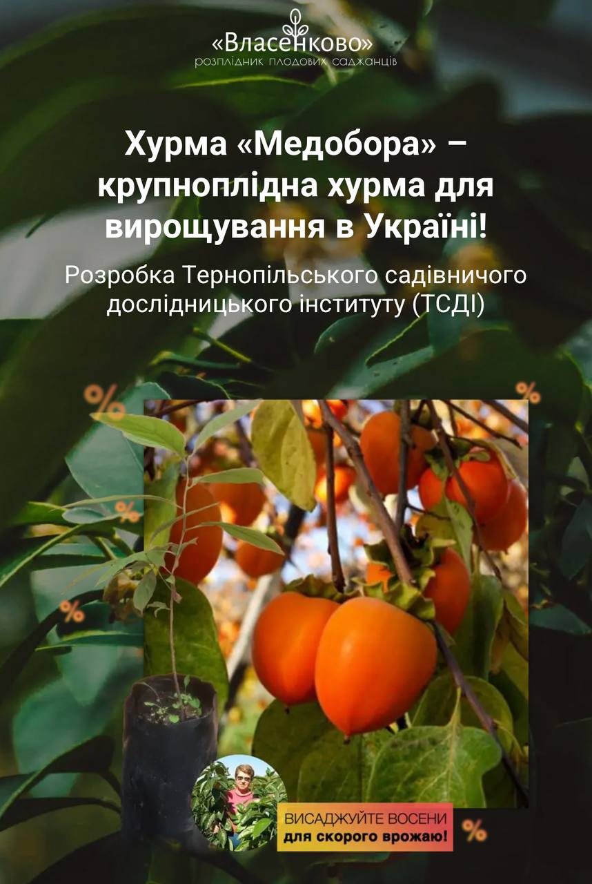 Хурма «Медобора»