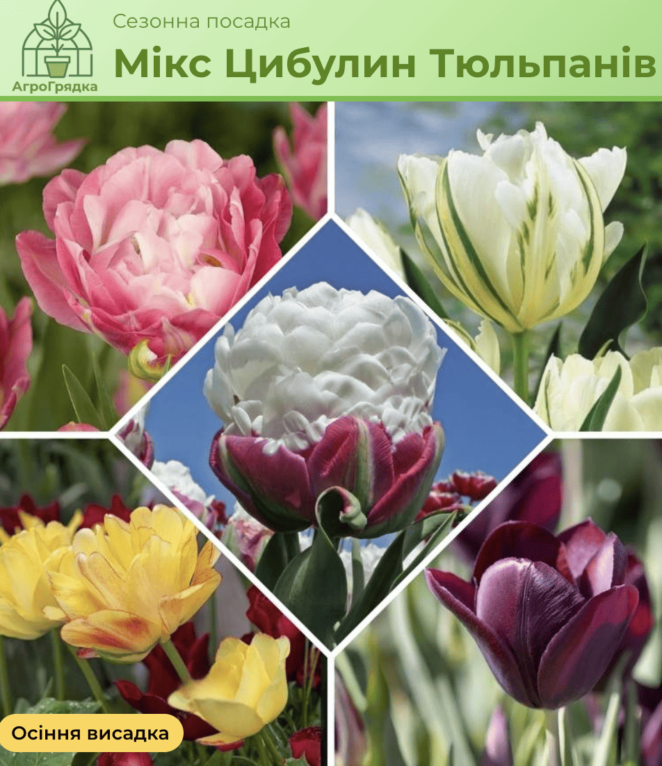 Голандські тюльпани 