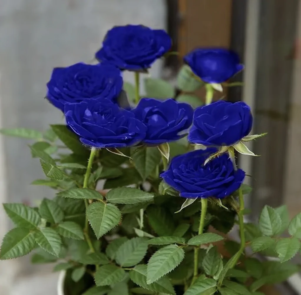 НАСІННЯ ТРОЯНДИ СОРТУ "БЛАКИТНА ЧАРІВНИЦЯ"